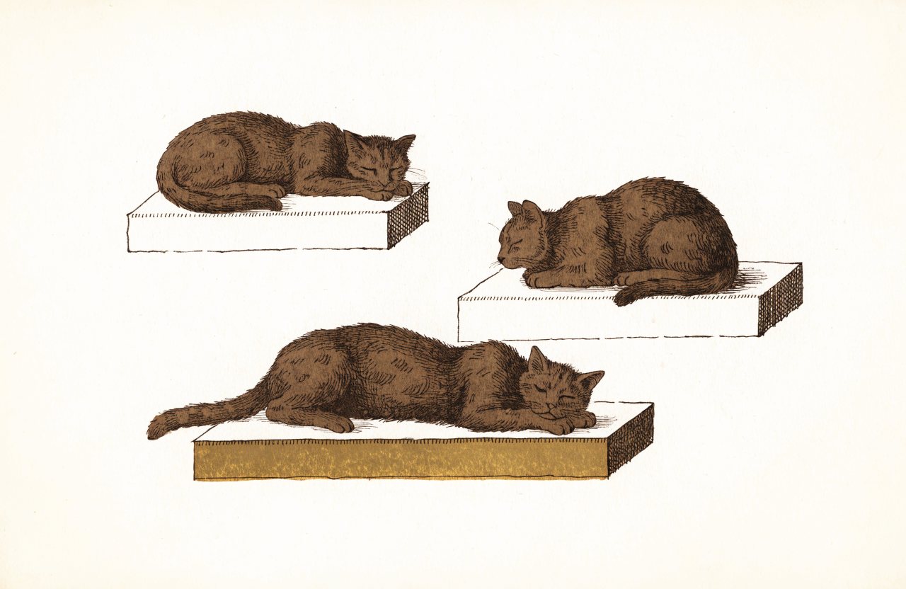Engraving-style illustration of three cats resting peacefully on plinths at three different heights
