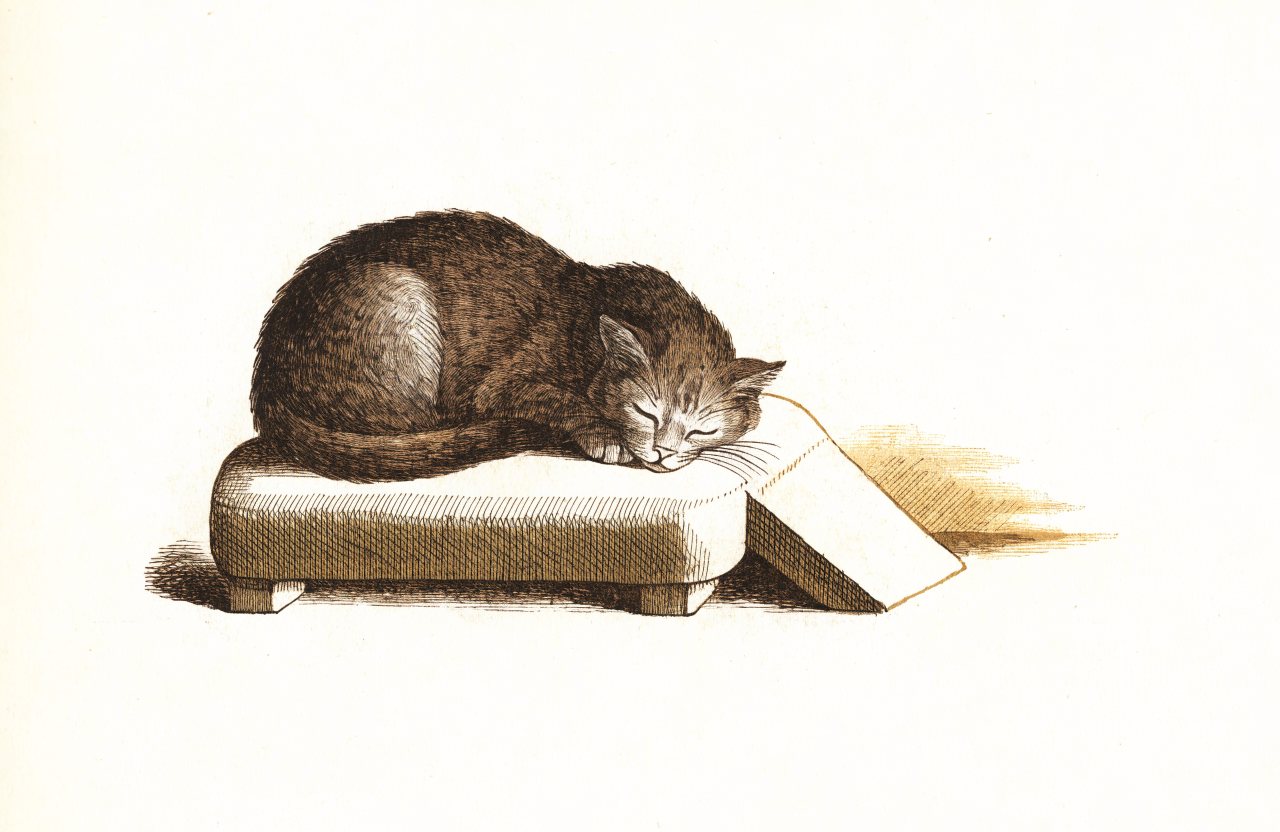 Engraving-style illustration of a senior cat sleeping on a low cushioned platform with a gentle ramp